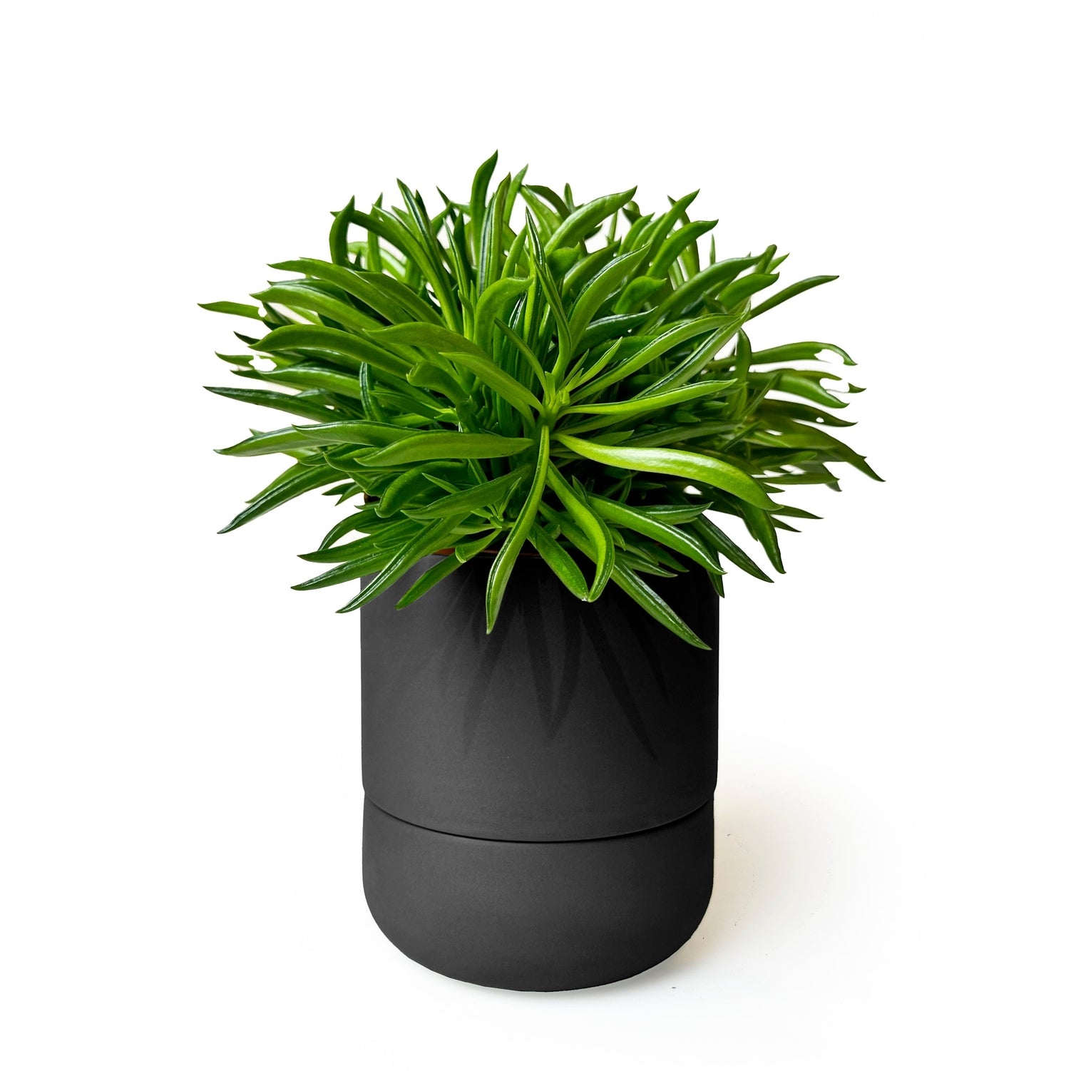 charcoal planter pot Ryan Self-Watering Plant Pot