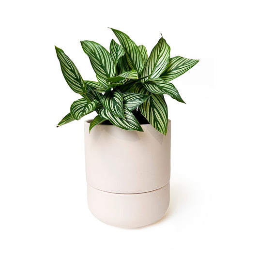 Ryan Self-Watering Plant Pot - Pink Blush