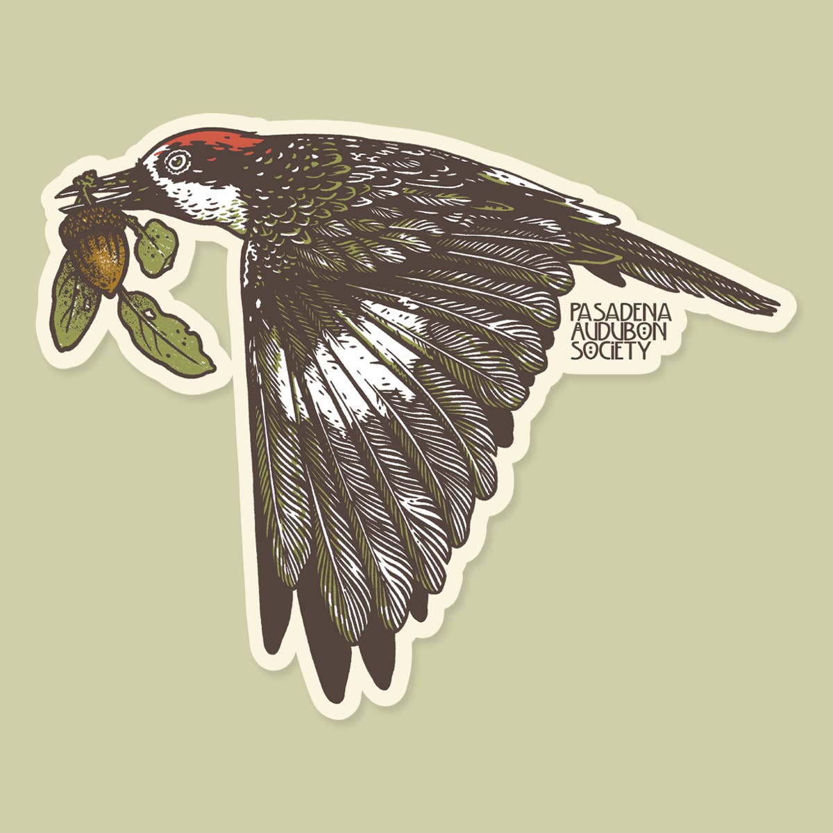 Pasadena Audubon: Acorn Woodpecker Vinyl Sticker