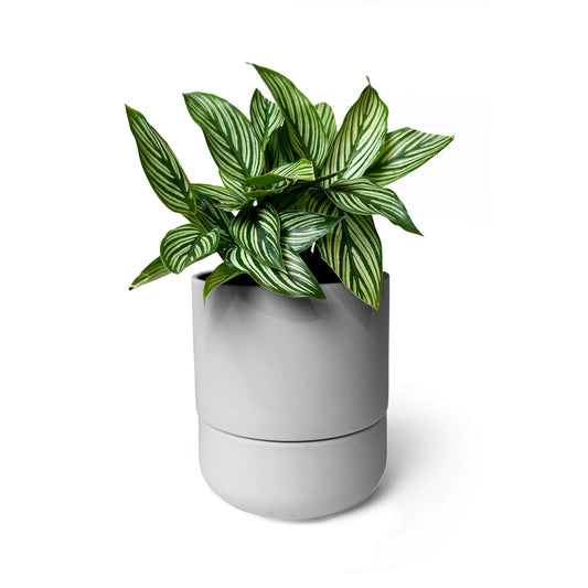 Ryan Self-Watering Plant Pot - Grey