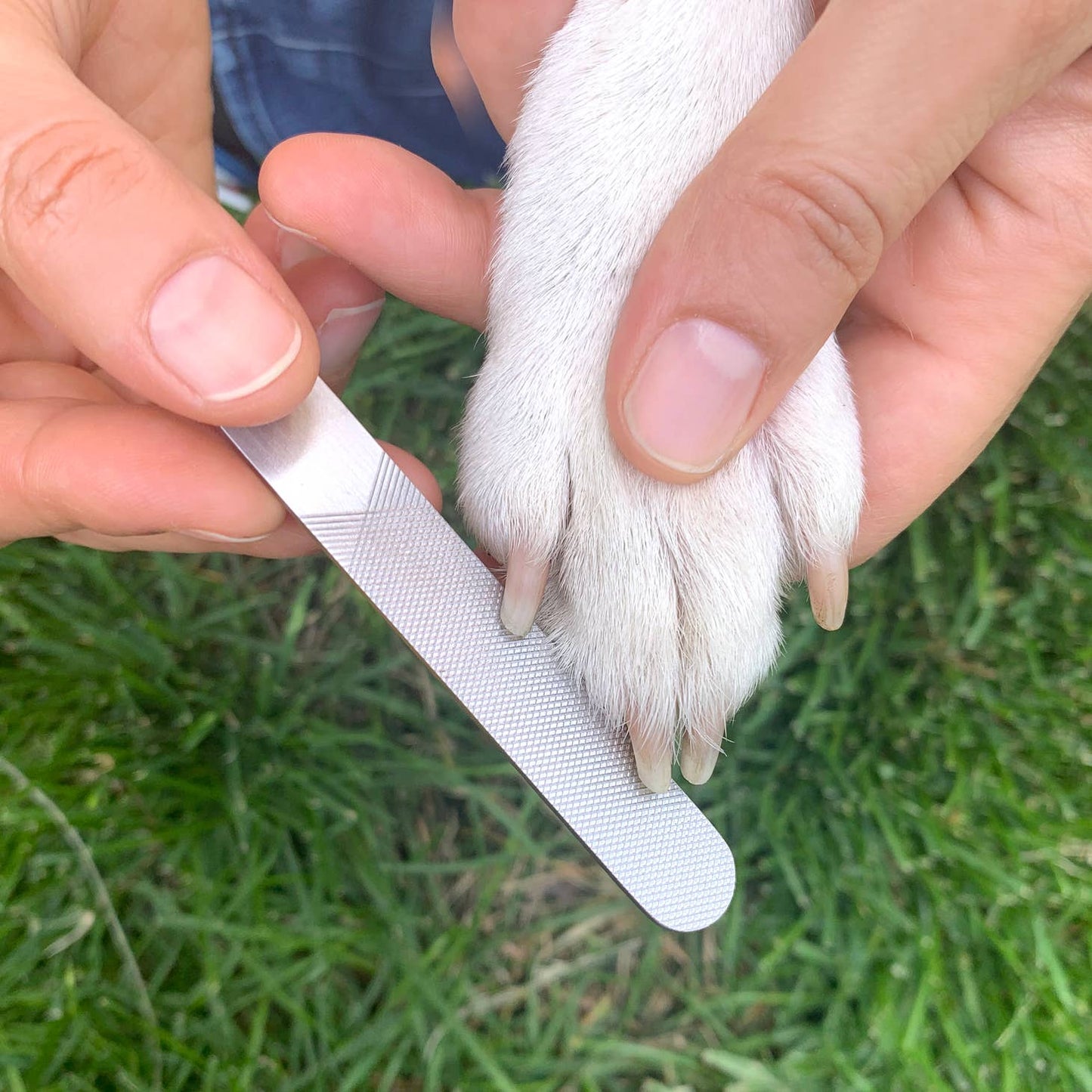 Dog Spa Kit