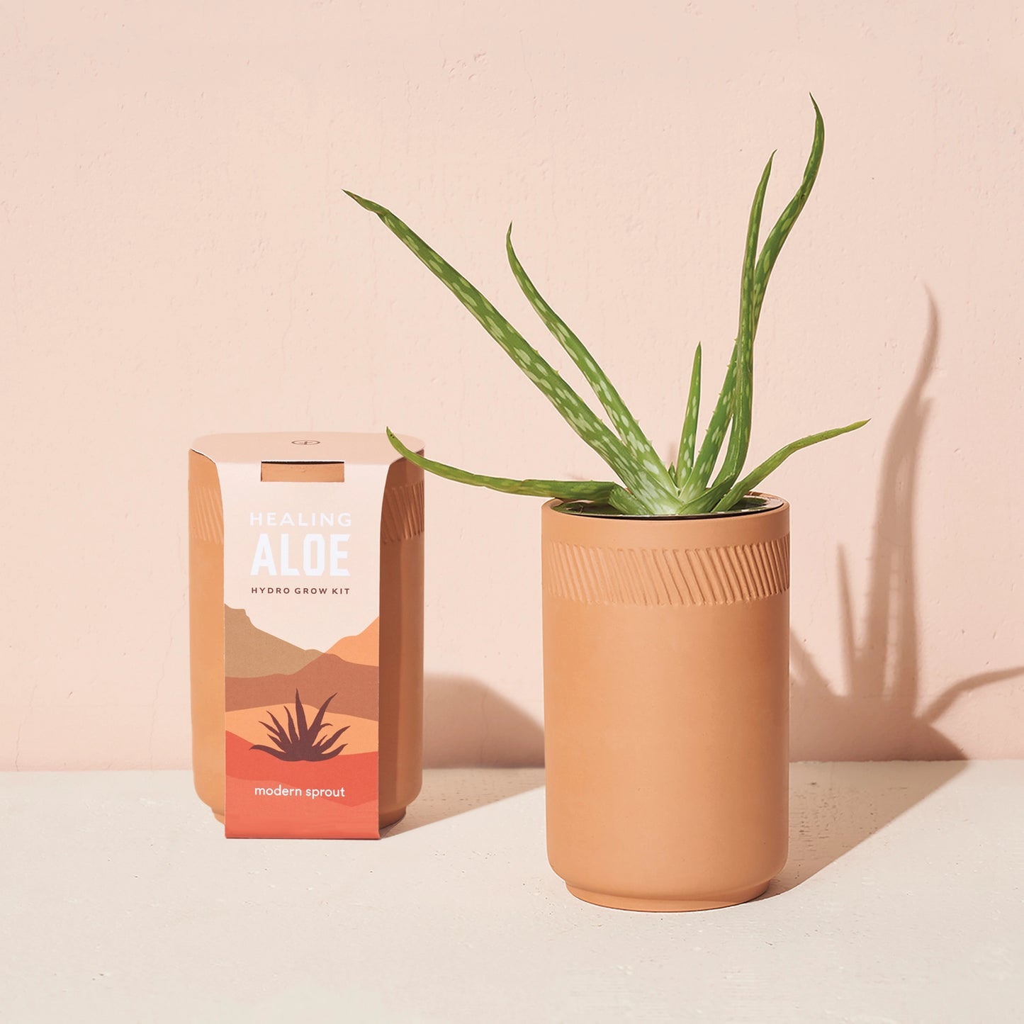 Terracotta Grow Kits - Healing Aloe