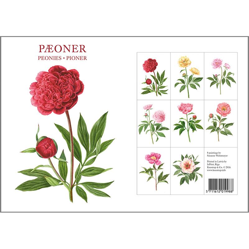 8 Cards with Envelopes - Peonies