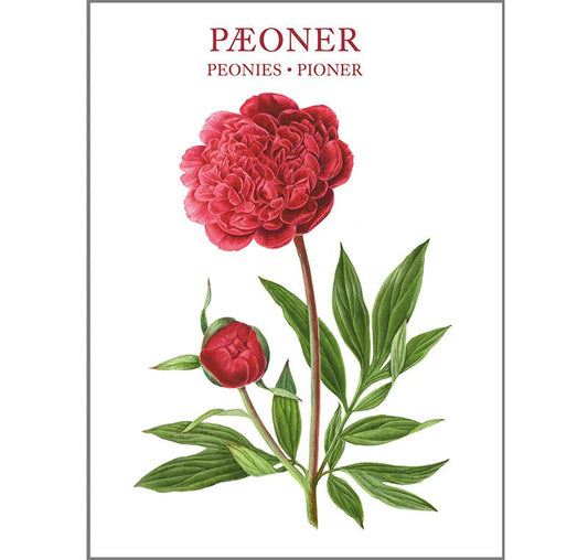 8 Cards with Envelopes - Peonies