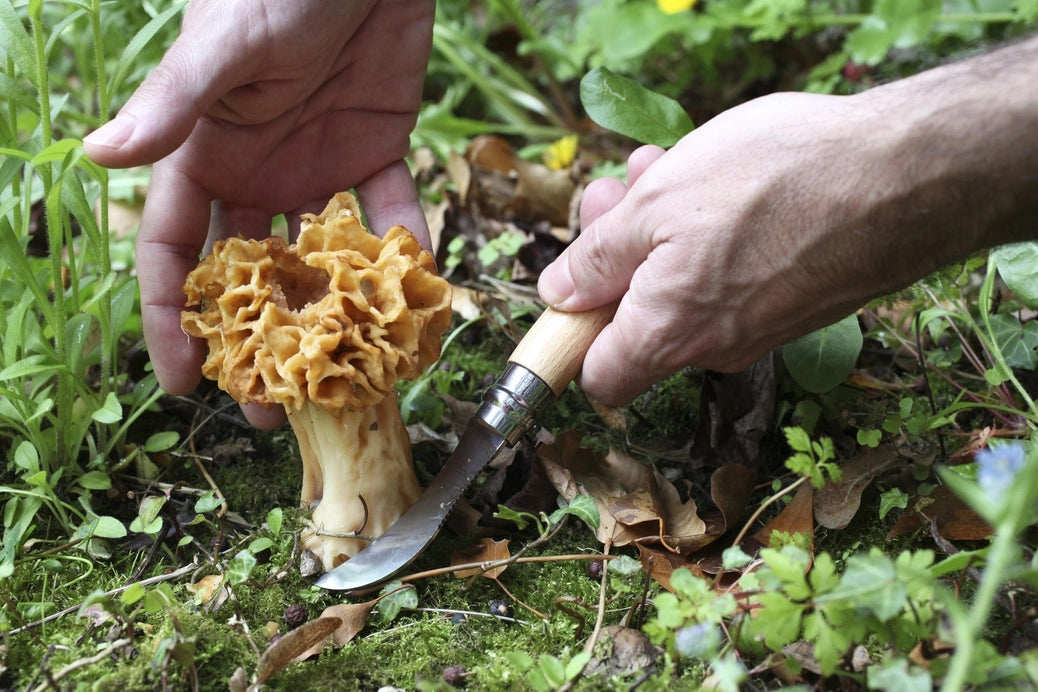 Opinel - No.08 Mushroom Knife with Brush