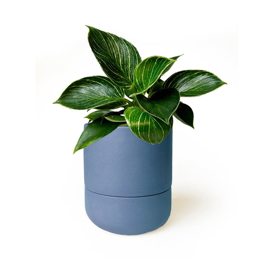 Ryan Self-Watering Plant Pot - Dark Blue