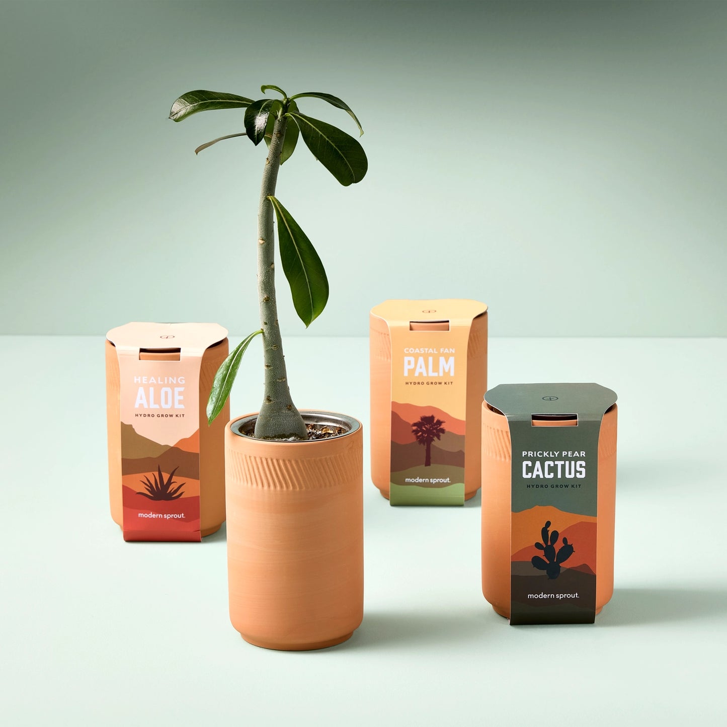 Terracotta Grow Kits - Coastal Fan Palm