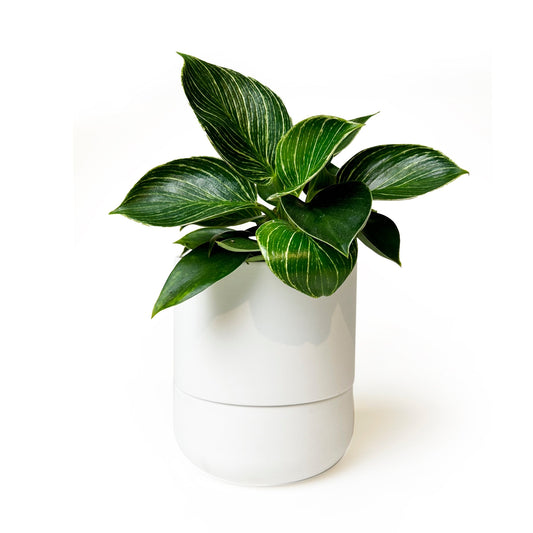 Ryan Self-Watering Plant Pot - White