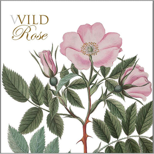 8 Square Cards with Envelopes - Wild Rose